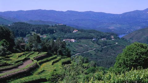 Bild zu Vinho Verde - Sommerwein aus Portugals Norden