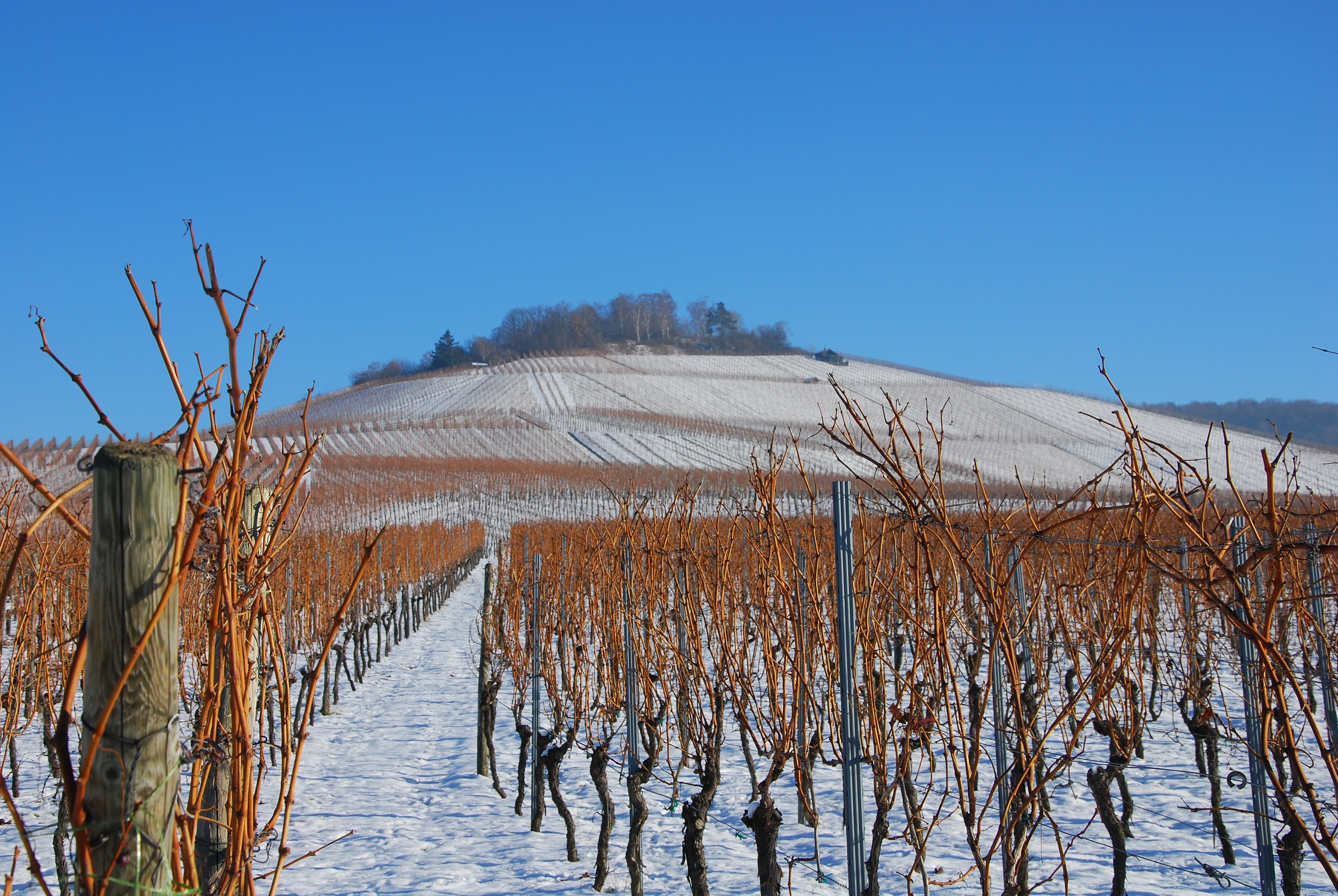 Bild zu Was passiert auf einem deutschen Weingut: Der Winter