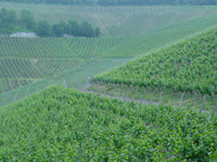 Weinbau am Kaiserstuhl