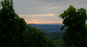 Trollinger über Stuttgart - in einem Weinberg der Fellbacher Weingärtner