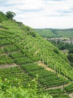 Weingut Dautel - Steillagen oberhalb des Neckars